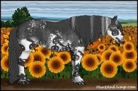 Horse Color:White Spotted Black Splash 