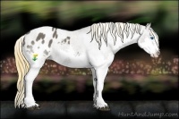 Horse Color:White Spotted Smoky Grullo Splash Appaloosa Rabicano