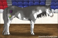 Horse Color:White Spotted Smoky Black Splash 