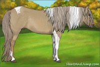 Horse Color:Chocolate Palomino Dun Tobiano Rabicano