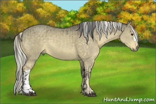 Horse Color:Buckskin Dun  and Chocolate Palomino Dun 