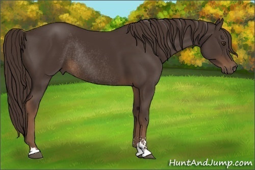 Horse Color:Liver Chestnut Sabino Rabicano 