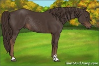 Horse Color:Liver Chestnut Sabino Rabicano 