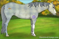 Horse Color:Watercolor Plaid Buckskin Ice