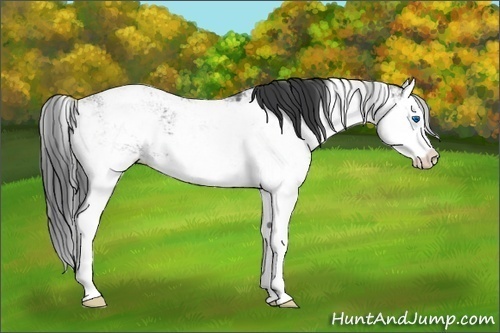 Horse Color:Black Ice Sabino Splash