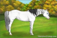 Horse Color:Black Ice Sabino Splash 