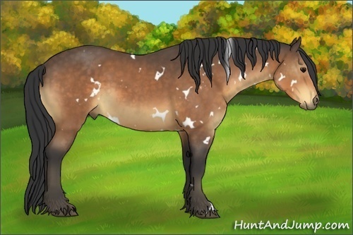 Horse Color:White Spotted Buckskin