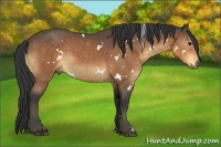 Horse Color:White Spotted Buckskin 