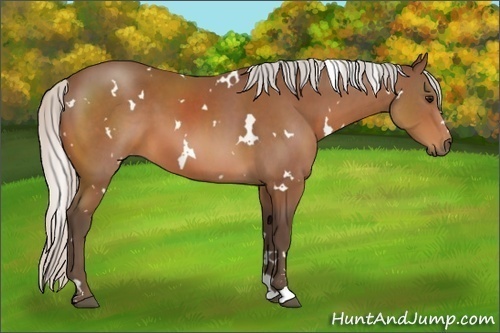 Horse Color:White Spotted Silver Bay Sabino