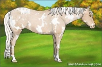 Horse Color:White Spotted Silver Bay Pearl Appaloosa 