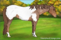Horse Color:Chestnut Appaloosa