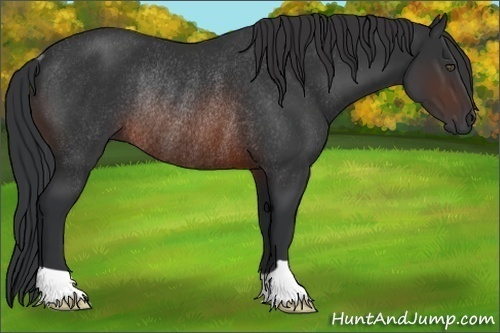 Horse Color:Brown Rabicano