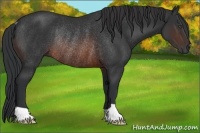Horse Color:Brown Rabicano