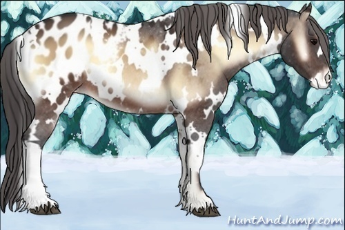 Horse Color:White Spotted Brown Onyx Appaloosa 