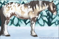 Horse Color:White Spotted Brown Onyx Appaloosa 