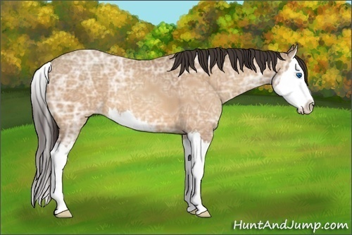 Horse Color:Amber Champagne Ice Sabino Splash 