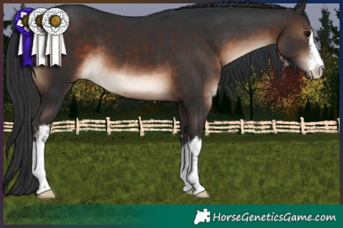 Horse Color:White Spotted Brown
