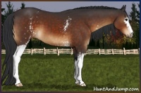 Horse Color:White Spotted Bay 