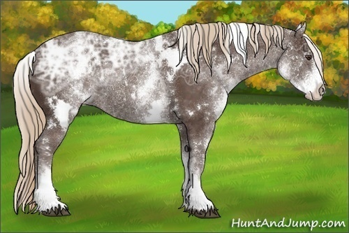 Horse Color:White Spotted Liver Chestnut Ice