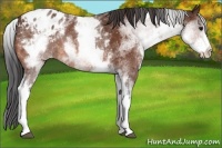 Horse Color:White Spotted Bay Appaloosa 