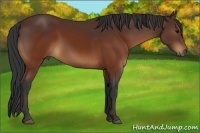 Horse Color:Brown 