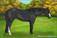 Horse Color:Black 