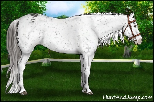 Horse Color:Liver Chestnut Appaloosa 
