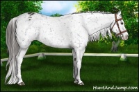 Horse Color:Liver Chestnut Snowflake Varnish