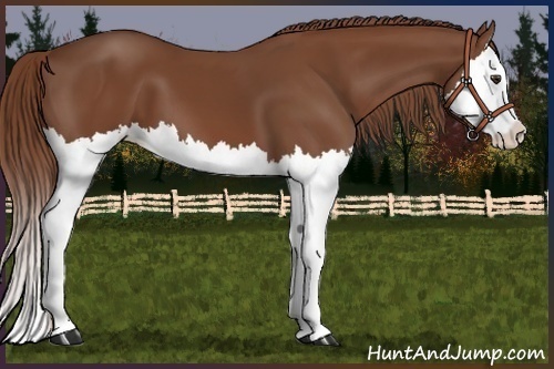 Horse Color:Chestnut Sabino Splash