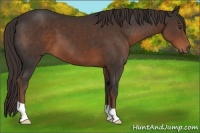 Horse Color:Liver Chestnut 