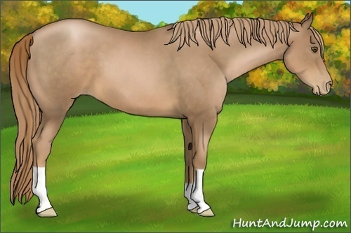 Horse Color:Liver Chestnut Pearl 