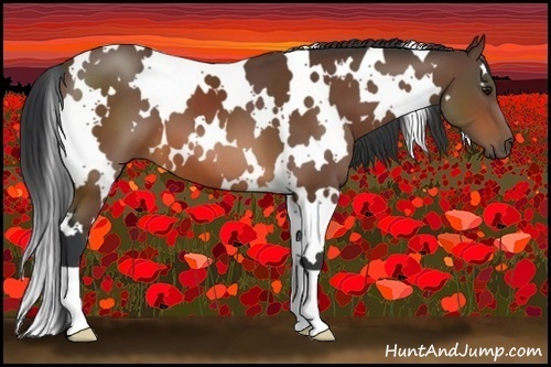 Horse Color:White Spotted Bay 