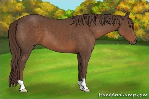 Horse Color:Liver Chestnut 