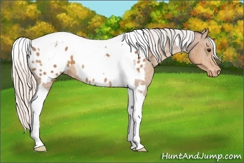 Horse Color:Silver Bay Tobiano Blanket