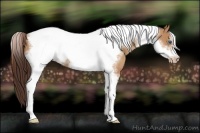 Horse Color:Classic Champagne Tobiano Frame 