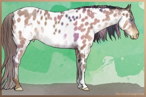 Horse Color:Classic Champagne Near Leopard and Sable Champagne Frame Near Leopard