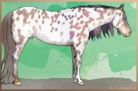 Horse Color:Classic Champagne Near Leopard  and Sable Champagne Frame Near Leopard 