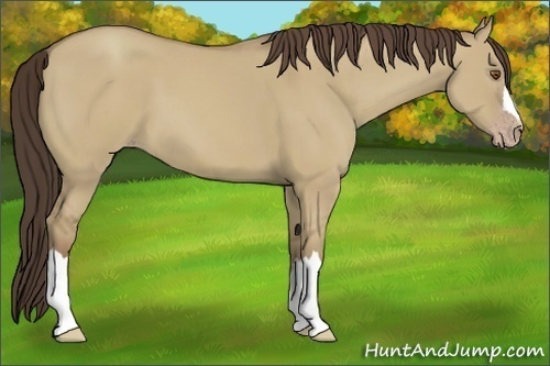 Horse Color:Classic Champagne Dun 