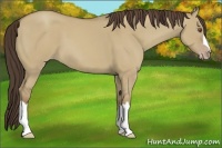 Horse Color:Classic Champagne Dun 