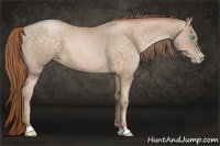Horse Color:Buckskin Pearl 