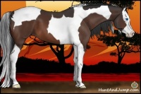 Horse Color:Bay Splash Tobiano