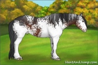 Horse Color:White Spotted Brown 
