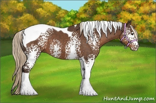 Horse Color:White Spotted Liver Chestnut Tobiano