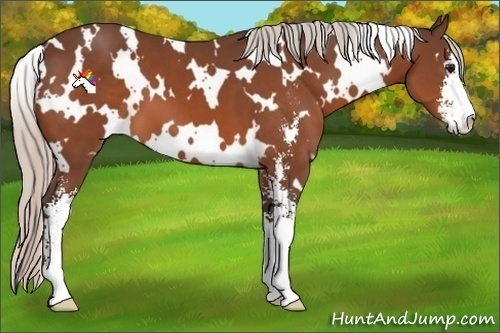 Horse Color:White Spotted Silver Bay Sabino 