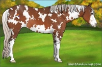 Horse Color:White Spotted Silver Bay Sabino