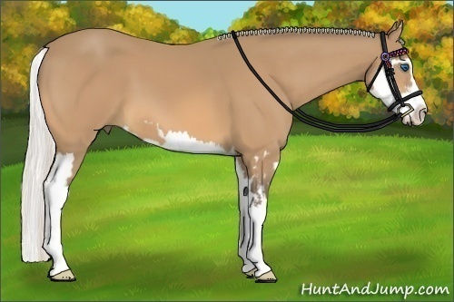 Horse Color:Silver Buckskin Splash Frame 