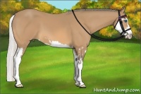 Horse Color:Silver Buckskin Splash Frame 