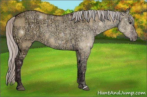 Horse Color:Silver Bay Ice Dun Rabicano 