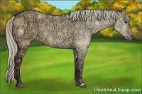 Horse Color:Silver Bay Ice Dun Rabicano 