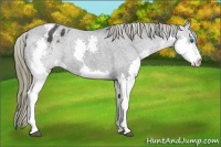 Horse Color:Smoky Black Splash Appaloosa 